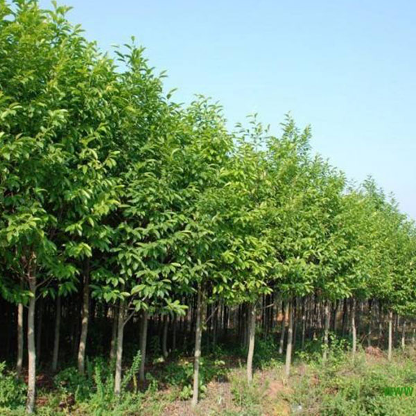 大叶女贞树苗如何保障成活率？